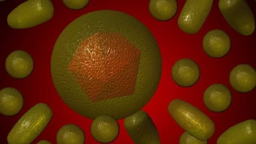 Hepatit Çeşitleri Nelerdir?