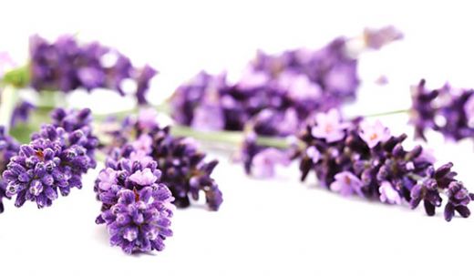 İbrahim Saraçoğlu Hepatit B Lavanta Kürü